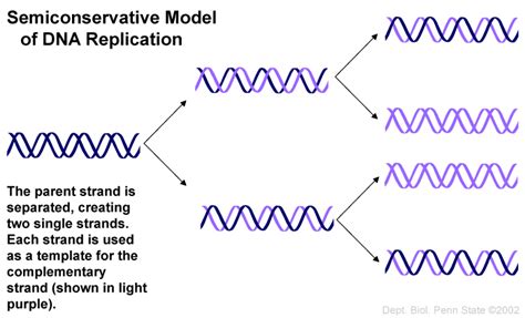 why dna is semiconservative